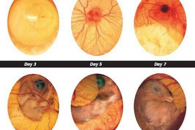 Ảnh hưởng của nhiệt độ đối với sự phát triển của trứngg