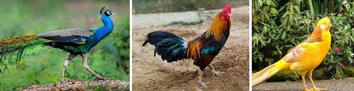 Ấp trứng chim quý