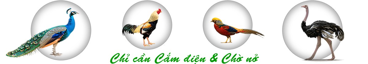 Máy ấp trứng Bách khoa - Slide 1